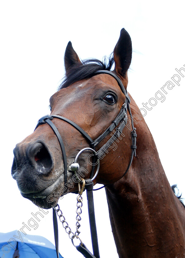 Magna-Grecia-0020 
 MAGNA GRECIA after The Qipco 2000 Guineas
Newmarket 4 May 2019 - Pic Steven Cargill / Racingfotos.com