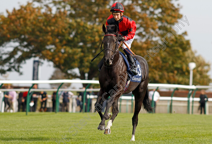 Invincible-Aura-0001 
 INVINCIBLE AURA (Connor Planas)
Newmarket 7 Oct 2023 - Pic Steven Cargill / Racingfotos.com