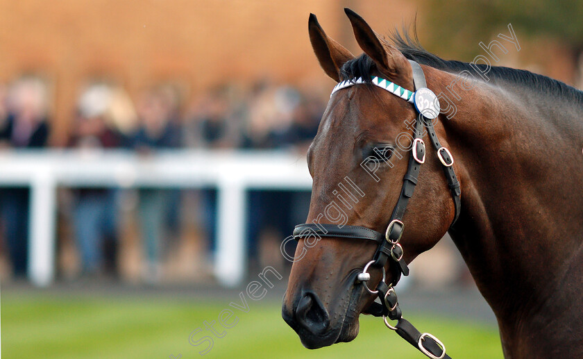 Lot-0325-colt-by-Dubawi-x-Dar-Re-Mi-0008 
 Lot 325 a colt by Dubawi x Dar Re Mi before selling at Tattersalls Yearling Sale Book1 for 3.5million guineas
Newmarket 10 Oct 2018 - Pic Steven Cargill / Racingfotos.com