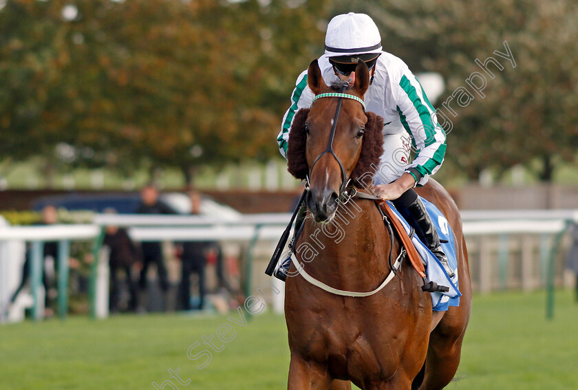 Alaskan-Gold-0001 
 ALASKAN GOLD (Tom Marquand)
Newmarket 13 Oct 2023 - Pic Steven Cargill / Racingfotos.com