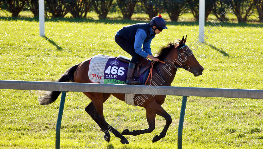 One-Master-0001 
 ONE MASTER exercising ahead of the Breeders' Cup Mile
Churchill Downs USA 29 Oct 2018 - Pic Steven Cargill / Racingfotos.com