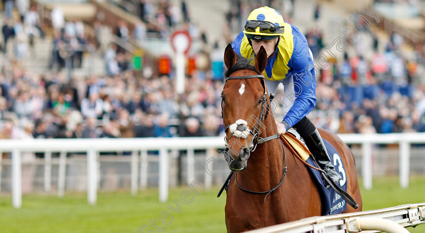 Desert-Crown-0001 
 DESERT CROWN (Richard Kingscote) winner of The Al Basti Equiworld Dubai Dante Stakes
York 12 May 2022 - Pic Steven Cargill / Racingfotos.com