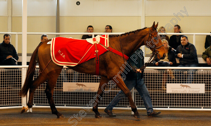 Lot-0153-Born-To-Size-£35000-0001 
 Top lot; Lot 153 BORN TO SIZE selling for £35000 at Tattersalls Ireland Ascot November Sale 9 Nov 2017 - Pic Steven Cargill / Racingfotos.com