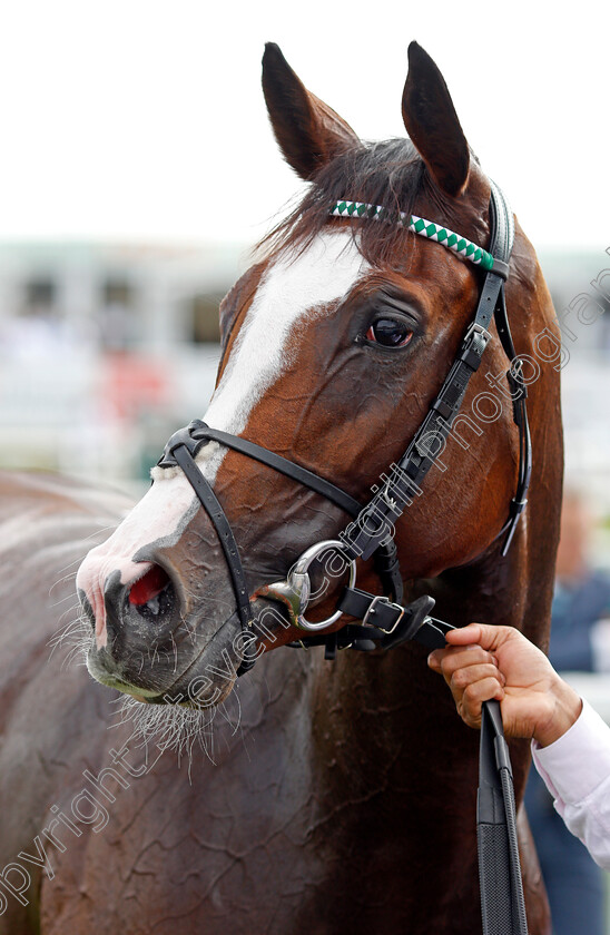 Free-Wind-0014 
 FREE WIND (Frankie Dettori) after The Hippo Pro3 Park Hill Stakes
Doncaster 9 Sep 2021 - Pic Steven Cargill / Racingfotos.com