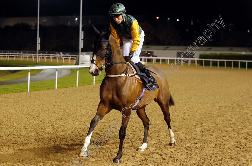 Radiant-Beauty-0001 
 RADIANT BEAUTY (Kieran Shoemark)
Wolverhampton 20 Dec 2024 - Pic Steven Cargill / Racingfotos.com