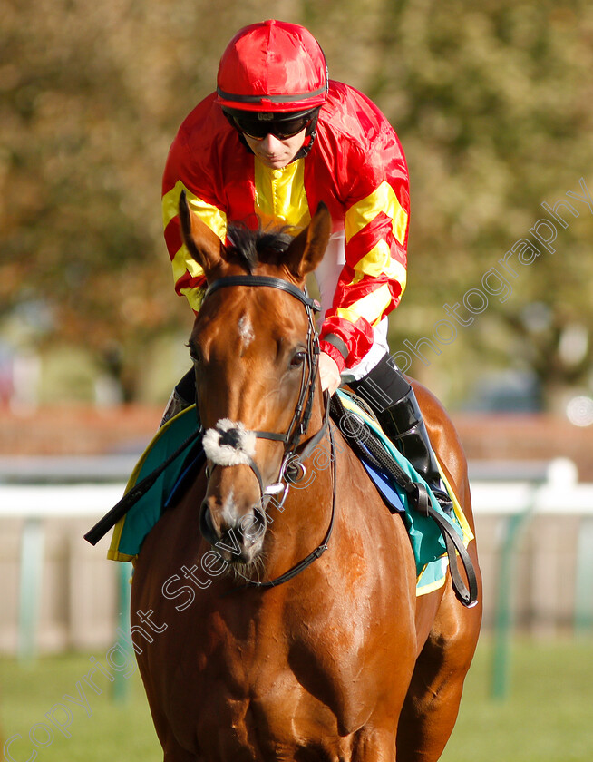 Iridessa-0001 
 IRIDESSA (Wayne Lordan) before The bet365 Fillies Mile
Newmarket 12 Oct 2018 - Pic Steven Cargill / Racingfotos.com