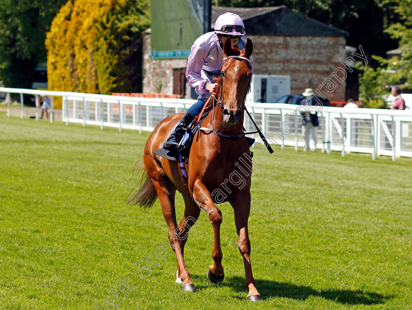 West-Side-Glory-0001 
 WEST SIDE GLORY (William Buick)
Salisbury 8 Jun 2021 - Pic Steven Cargill / Racingfotos.com