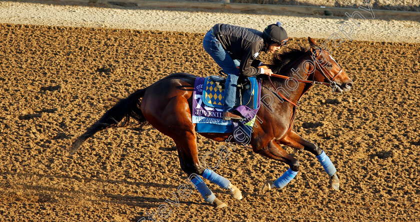 Getaway-Car-0001 
 GETAWAY CAR training for the Breeders' Cup Juvenile
Del Mar USA 30 Oct 2024 - Pic Steven Cargill / Racingfotos.com