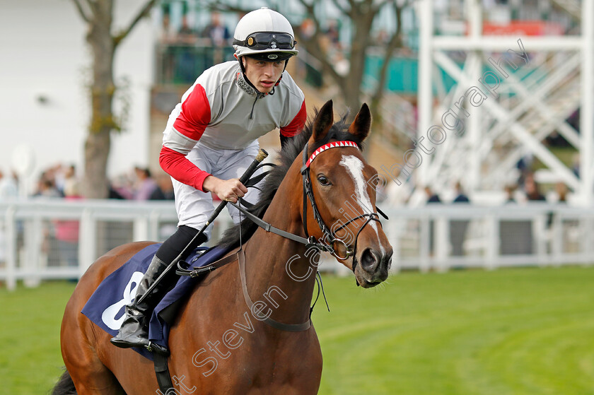 Dance-Havana-0004 
 DANCE HAVANA (Christian Howarth) winner of The Follow @attheraces On Twitter Restricted Maiden Stakes
Yarmouth 13 Sep 2022 - Pic Steven Cargill / Racingfotos.com