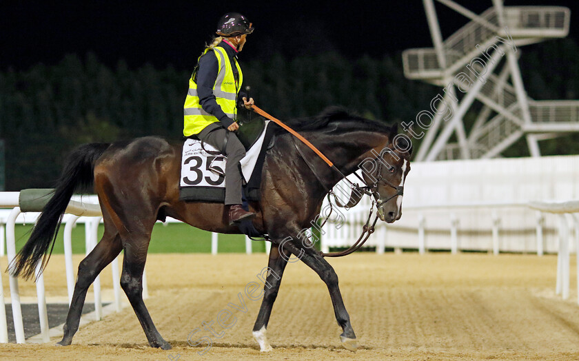 Sean-0003 
 SEAN (Saffie Osborne) training at the Dubai Racing Carnival
Meydan 1 Mar 2024 - Pic Steven Cargill / Racingfotos.com