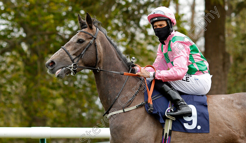 Technique-0002 
 TECHNIQUE (Sean Levey)
Lingfield 8 May 2021 - Pic Steven Cargill / Racingfotos.com