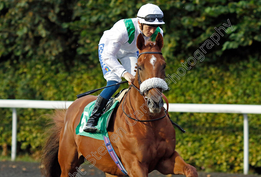 Hi-Ya-Mal-0002 
 HI YA MAL (David Probert)
Kempton 6 Sep 2024 - Pic Steven Cargill / Racingfotos.com