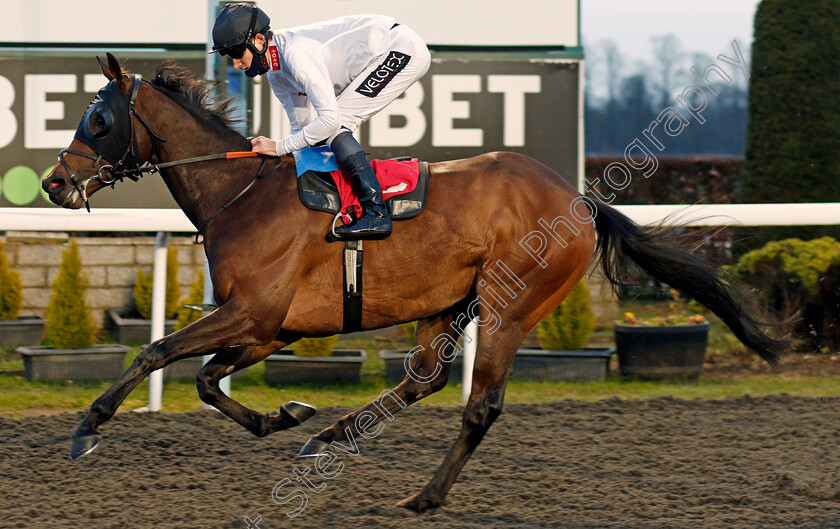 Mack-The-Knife-0006 
 MACK THE KNIFE (Daniel Muscutt) wins The Join Racing TV Now Classified Stakes
Kempton 16 Feb 2021 - Pic Steven Cargill / Racingfotos.com