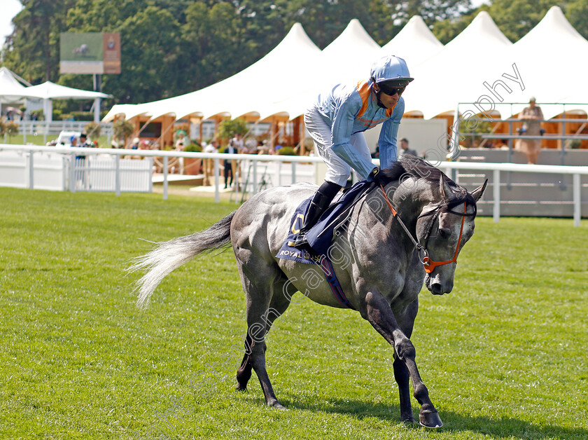 Shouldvebeenaring-0001 
 SHOULDVEBEENARING (Sean Levey)
Royal Ascot 22 Jun 2024 - Pic Steven Cargill / Racingfotos.com