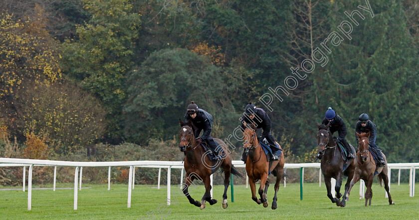 Sir-Psycho,-Givemefive,-Jus-De-Citron-and-Queens-Gamble-0001 
 left to right: SIR PSYCHO, GIVEMEFIVE, JUS DE CITRON and QUEENS GAMBLE 
Coral Gold Cup gallops morning Newbury 19 Nov 20234 - Pic Steven Cargill / Racingfotos.com