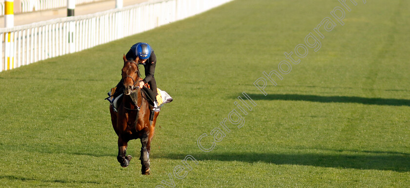 Hearts-Concerto-0002 
 HEARTS CONCERTO training for The Neom Turf Cup
King Abdulaziz Racecourse, Saudi Arabia 21 Feb 2024 - Pic Steven Cargill / Racingfotos.com