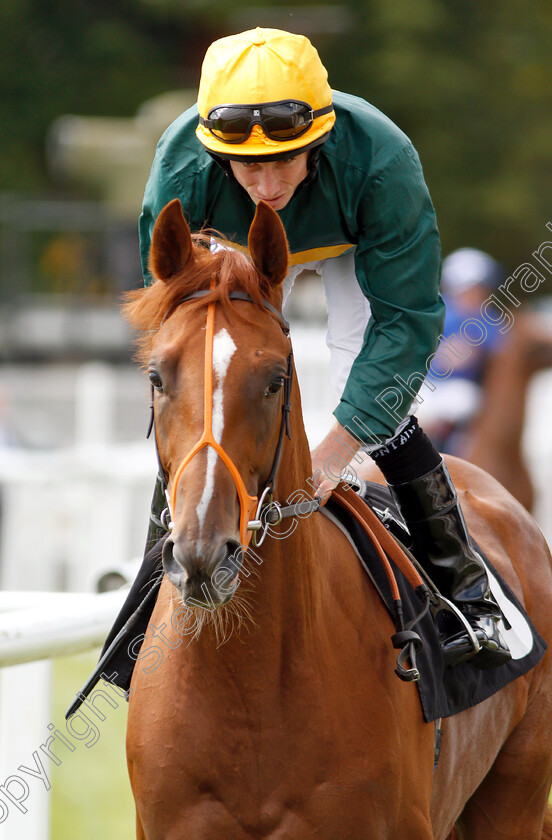 Ginger-Fox-0001 
 GINGER FOX (Ryan Moore)
Newbury 17 Aug 2018 - Pic Steven Cargill / Racingfotos.com