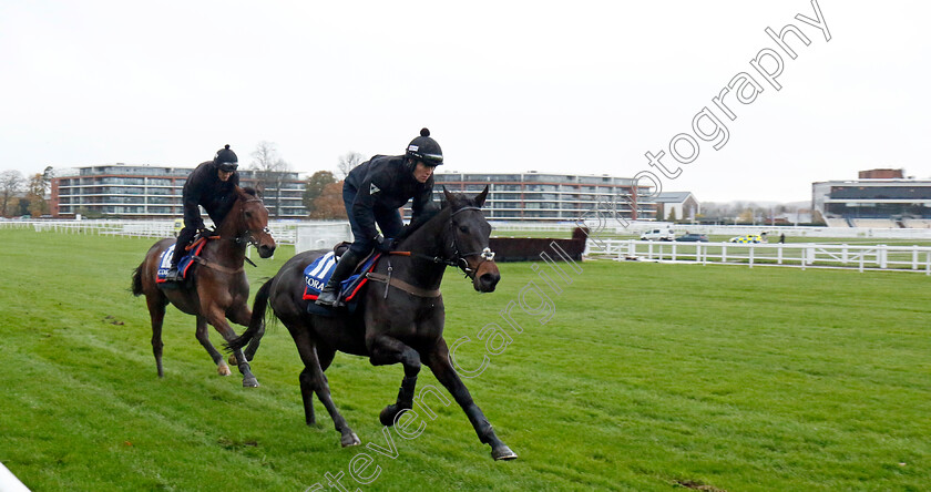 Sauvignon-0001 
 SAUVIGNON
Coral Gold Cup gallops morning Newbury 19 Nov 20234 - Pic Steven Cargill / Racingfotos.com