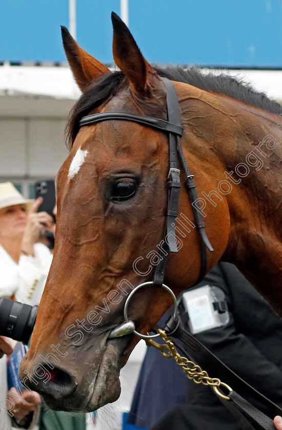 Luxembourg-0006 
 LUXEMBOURG winner of the Holland Cooper Coronation Cup
Epsom 31 May 2024 - pic Steven Cargill / Racingfotos.com