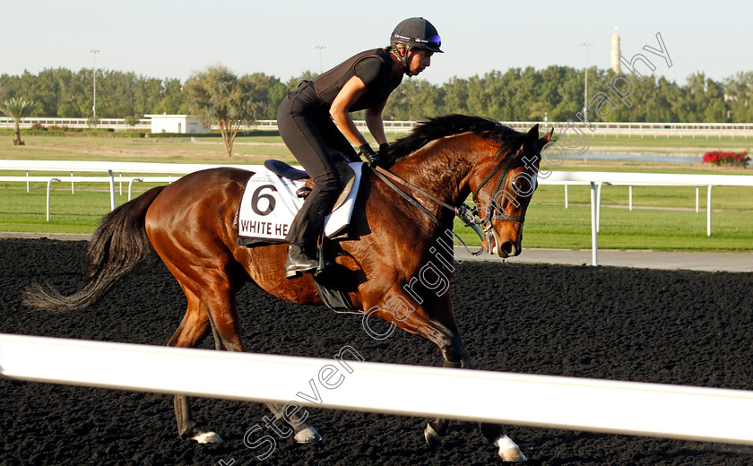 White-Heart-0002 
 WHITE HEART training at the Dubai World Cup Carnival
Meydan 5 Jan 2023 - Pic Steven Cargill / Racingfotos.com