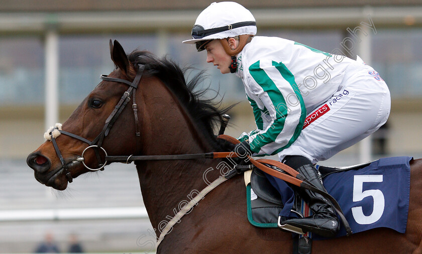 Zorro s-Girl-0002 
 ZORRO'S GIRL (Hollie Doyle)
Lingfield 2 Mar 2019 - Pic Steven Cargill / Racingfotos.com