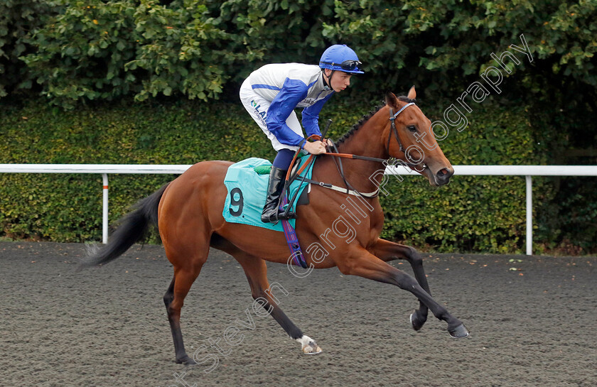 Believe-It-0001 
 BELIEVE IT (Billy Loughnane)
Kempton 28 Aug 2024 - Pic Steven Cargill / Racingfotos.com