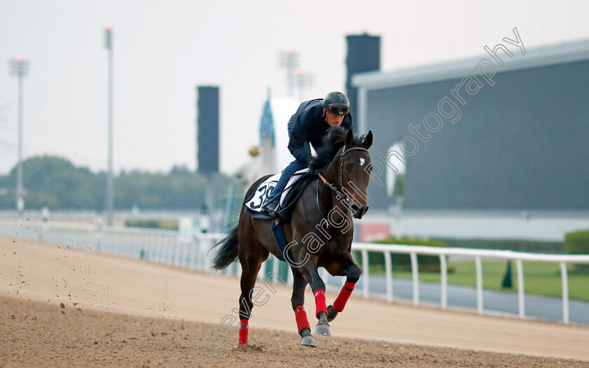 Shamrock-Glitter-0002 
 SHAMROCK GLITTER training at the Dubai Racing Carnival
Meydan 1 Feb 2024 - Pic Steven Cargill / Racingfotos.com