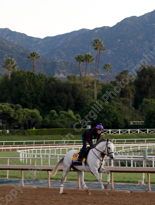 White-Abarrio-0001 
 WHITE ABARRIO training for The Breeders' Cup Classic
Santa Anita USA, 31 October 2023 - Pic Steven Cargill / Racingfotos.com