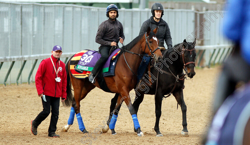 Enable-0001 
 ENABLE exercising ahead of the Breeders' Cup Turf
Churchill Downs 30 Oct 2018 - Pic Steven Cargill / Racingfotos.com