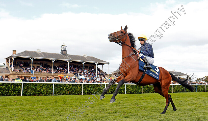 Crystal-Ocean-0001 
 CRYSTAL OCEAN (Jim Crowley) Doncaster 16 Sep 2017 - Pic Steven Cargill / Racingfotos.com