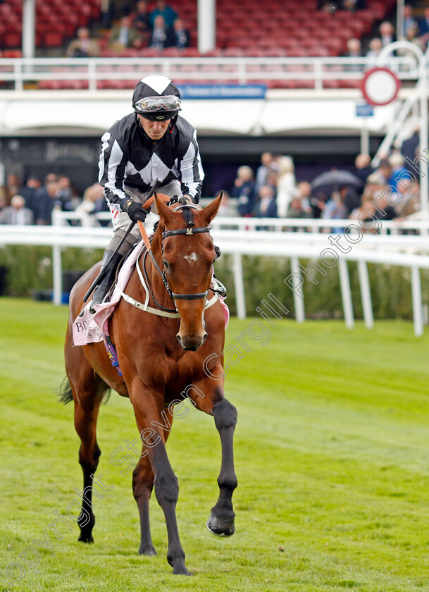 Hadrianus-0002 
 HADRIANUS (Franny Norton)
Chester 10 May 2023 - pic Steven Cargill / Racingfotos.com