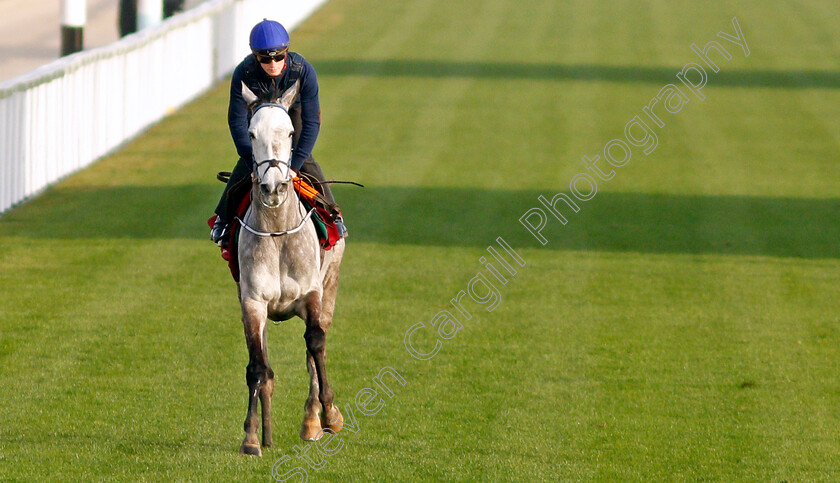 Princess-Zoe-0002 
 PRINCESS ZOE training for the Turf Handicap
King Abdulaziz Racetrack, Riyadh, Saudi Arabia 24 Feb 2022 - Pic Steven Cargill / Racingfotos.com