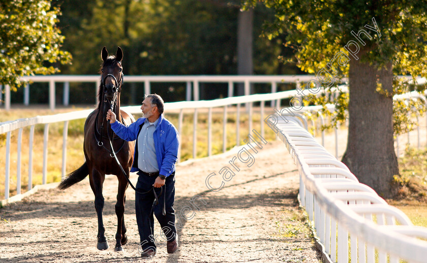 Wailea-Nights-0001 
 WAILEA NIGHTS being led from the stables to the paddock 
Chelmsford 4 Sep 2019 - Pic Steven Cargill / Racingfotos.com