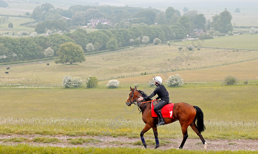 Battaash-0013 
 BATTAASH (Michael Murphy) heading home after exercising on the gallops, Lambourn 23 May 2018 - Pic Steven Cargill / Racingfotos.com