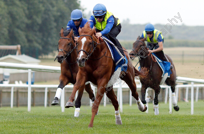 Masar-0008 
 MASAR (Brett Doyle) working at 6am
Newmarket 30 Jun 2018 - Pic Steven Cargill / Racingfotos.com