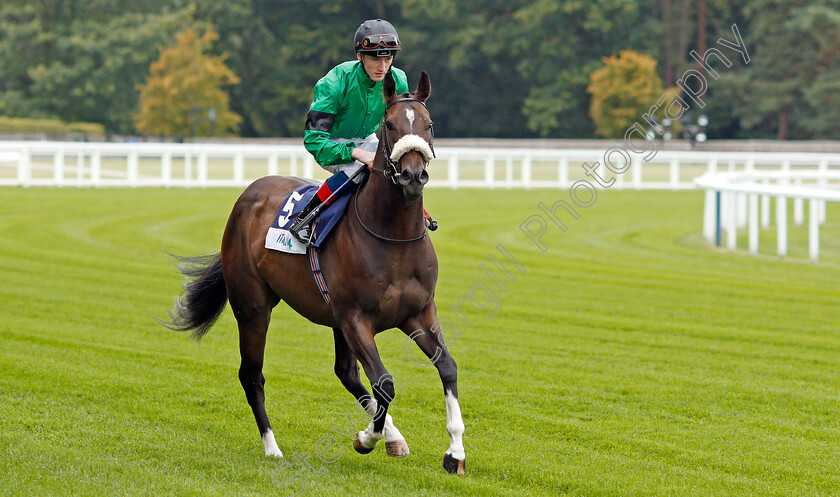 Cupid s-Beau-0001 
 CUPID'S BEAU (David Egan)
Ascot 6 Sep 2019 - Pic Steven Cargill / Racingfotos.com