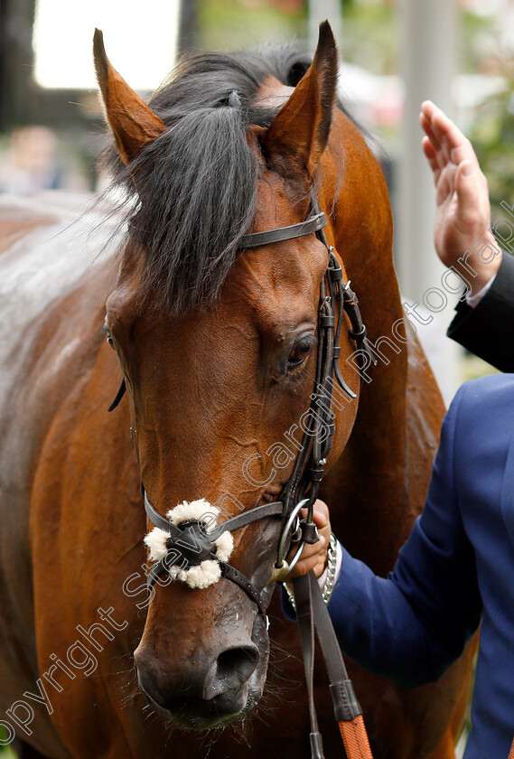 Sangarius-0010 
 SANGARIUS after The Hampton Court Stakes
Royal Ascot 20 Jun 2019 - Pic Steven Cargill / Racingfotos.com