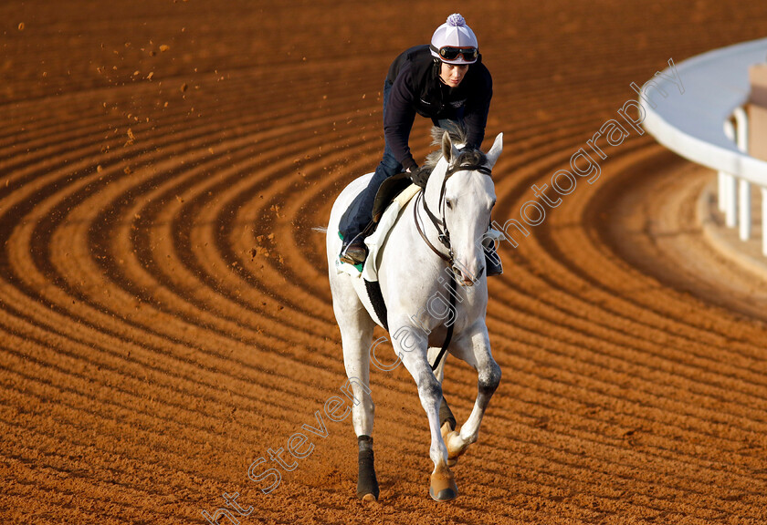 White-Abarrio-0001 
 WHITE ABARRIO training for The Saudi Cup
King Abdulaziz Racecourse, Saudi Arabia 20 Feb 2024 - Pic Steven Cargill / Racingfotos.com