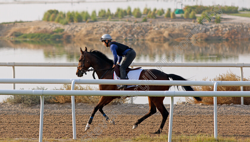 Penja-0001 
 PENJA exercising in preparation for Friday's Bahrain International Trophy
Sakhir Racecourse, Bahrain 16 Nov 2021 - Pic Steven Cargill / Racingfotos.com