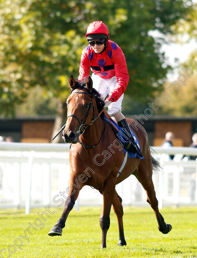 Dreamweaver-0002 
 DREAMWEAVER (Liam Keniry)
Salisbury 3 Oct 2018 - Pic Steven Cargill / Racingfotos.com