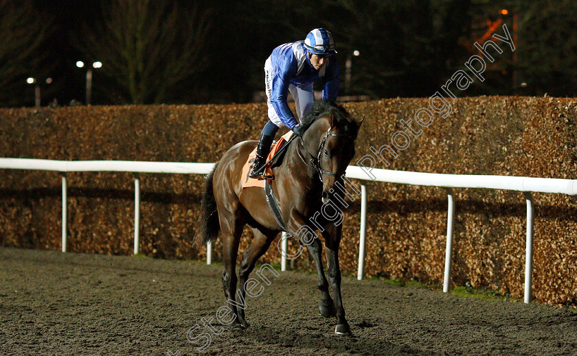 Jahbath-0001 
 JAHBATH (Jim Crowley) before The Road To The Kentucky Derby Stakes
Kempton 6 Mar 2019 - Pic Steven Cargill / Racingfotos.com