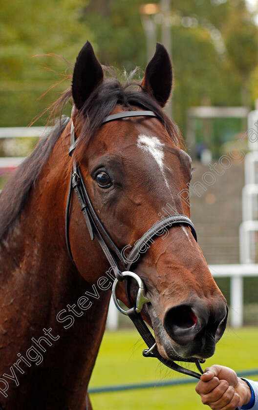 Blue-Point-0008 
 BLUE POINT after The John Guest Bengough Stakes Ascot 7 Oct 2017 - Pic Steven Cargill / Racingfotos.com