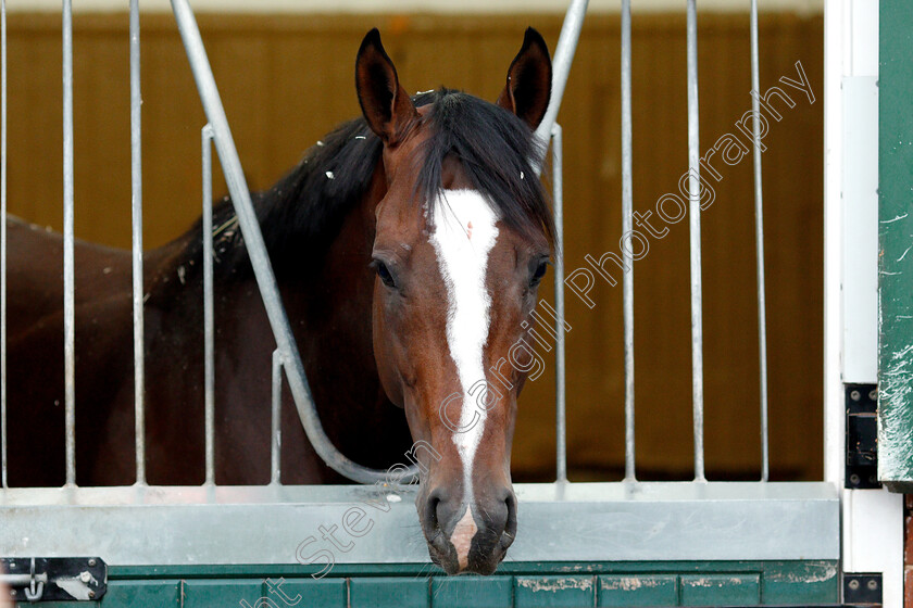 Yoshida-0001 
 American trained YOSHIDA in his stable in Newmarket ahead of his Royal Ascot challenge
Newmarket 14 Jun 2018 - Pic Steven Cargill / Racingfotos.com