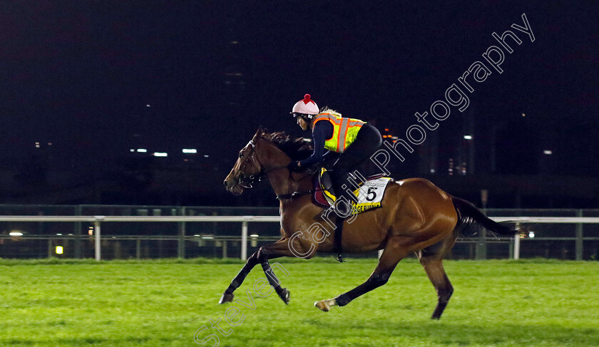 Voyage-Bubble-0001 
 VOYAGE BUBBLE training for The Dubai Turf
Meydan Dubai 27 Mar 2024 - Pic Steven Cargill / Racingfotos.com