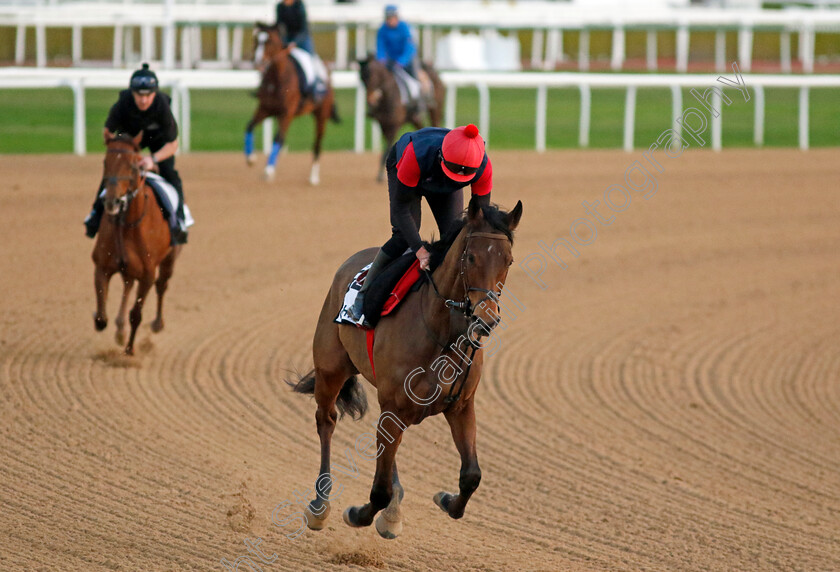 Get-Shirty-0001 
 GET SHIRTY training at the Dubai World Cup Carnival
Meydan 5 Jan 2023 - Pic Steven Cargill / Racingfotos.com