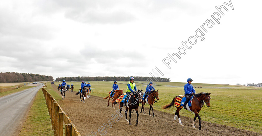 Newmarket-0006 
 A string of racehorses from Godolphin walk back to their stables after exercising on Warren Hill Newmarket 23 Mar 2018 - Pic Steven Cargill / Racingfotos.com