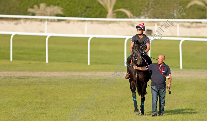 Pogo-0001 
 POGO exercising in preparation for Friday's Bahrain International Trophy
Sakhir Racecourse, Bahrain 18 Nov 2021 - Pic Steven Cargill / Racingfotos.com