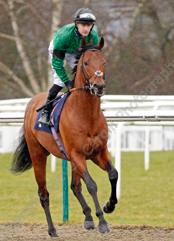 Kachy-0001 
 KACHY (Richard Kingscote) winner of The Betway Cleves Stakes Lingfield 3 Feb 2018 - Pic Steven Cargill / Racingfotos.com