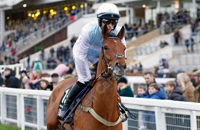 Royal-Way-0001 
 ROYAL WAY (Niall Houlihan)
Cheltenham 17 Nov 2024 - Pic Steven Cargill / Racingfotos.com