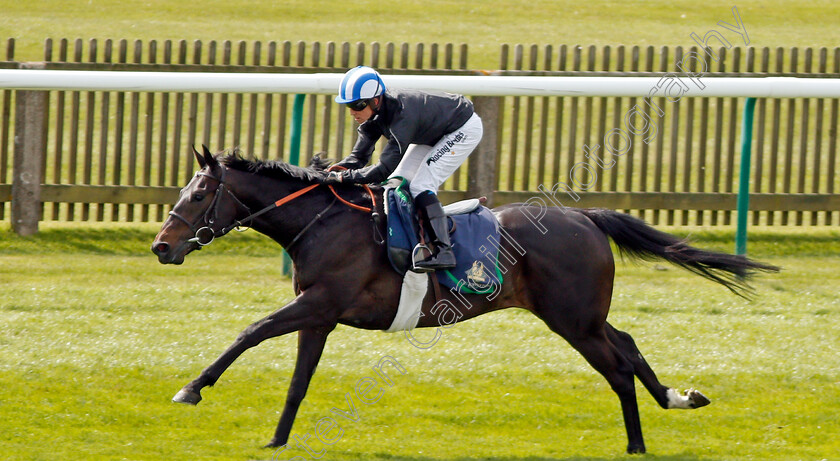 Elarqam-0001 
 ELARQAM (Jim Crowley) gallops at Newmarket 17 Apr 2018 - Pic Steven Cargill / Racingfotos.com